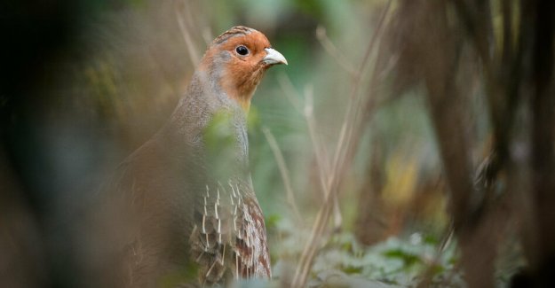 Biological diversity: the year of The partridge