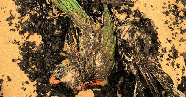 Fire in Australia: the birds fell from the sky