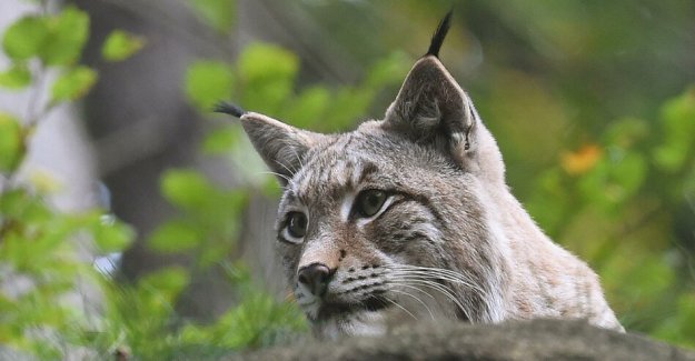 Dead lynx in the Bavarian forest: Poached, but not convicted