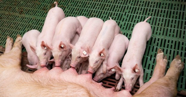 To cages close Single for sows: animal protection of the Federal ban wants to 