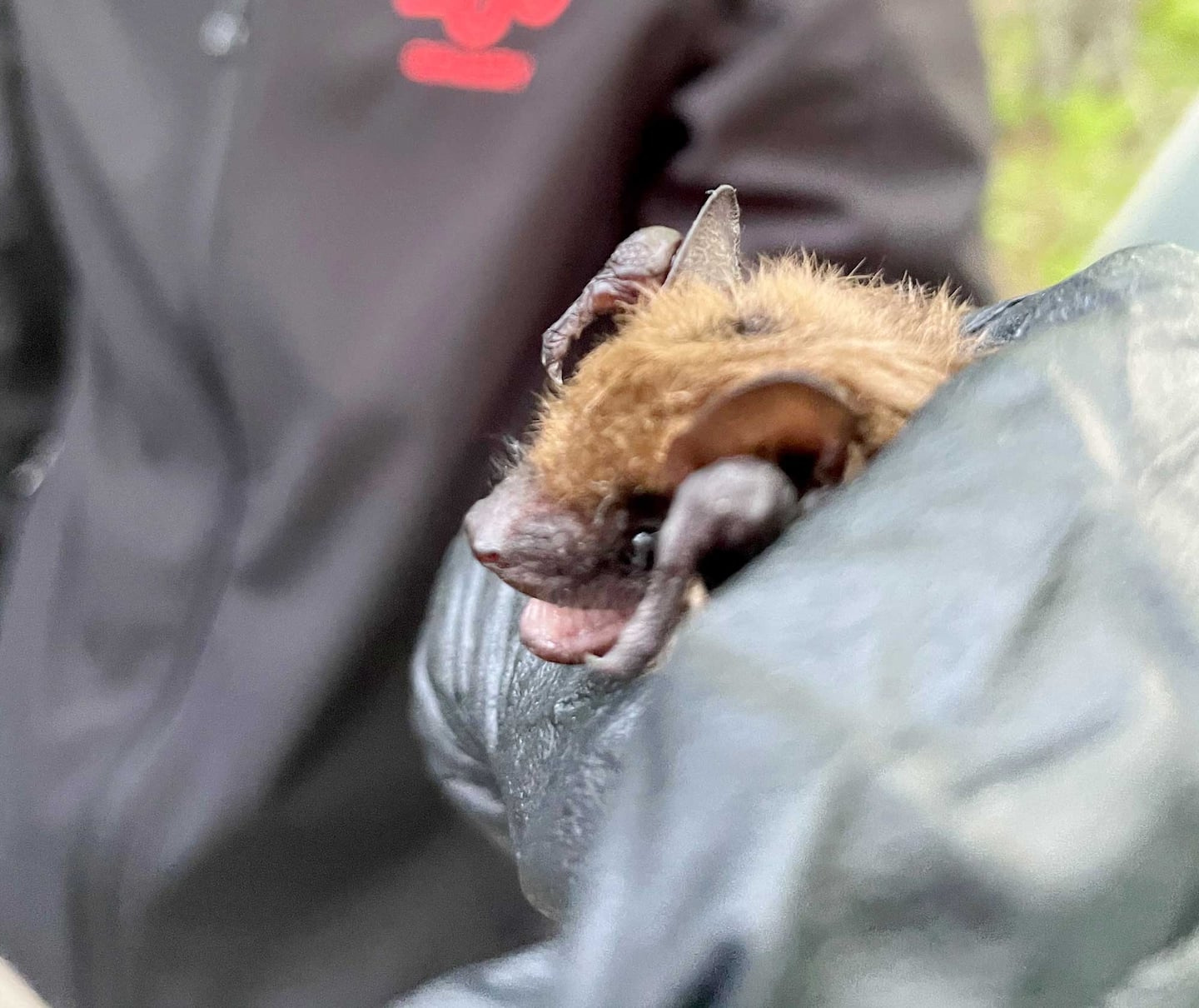 Nearly 100 bats rescued then released