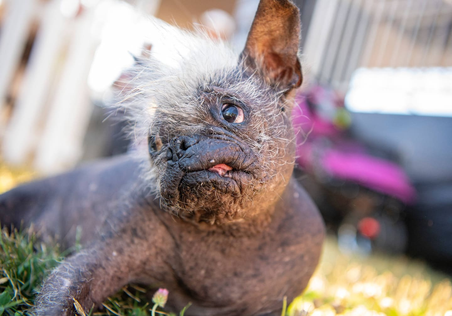 A Chinese Crested named 'the ugliest dog in the world'