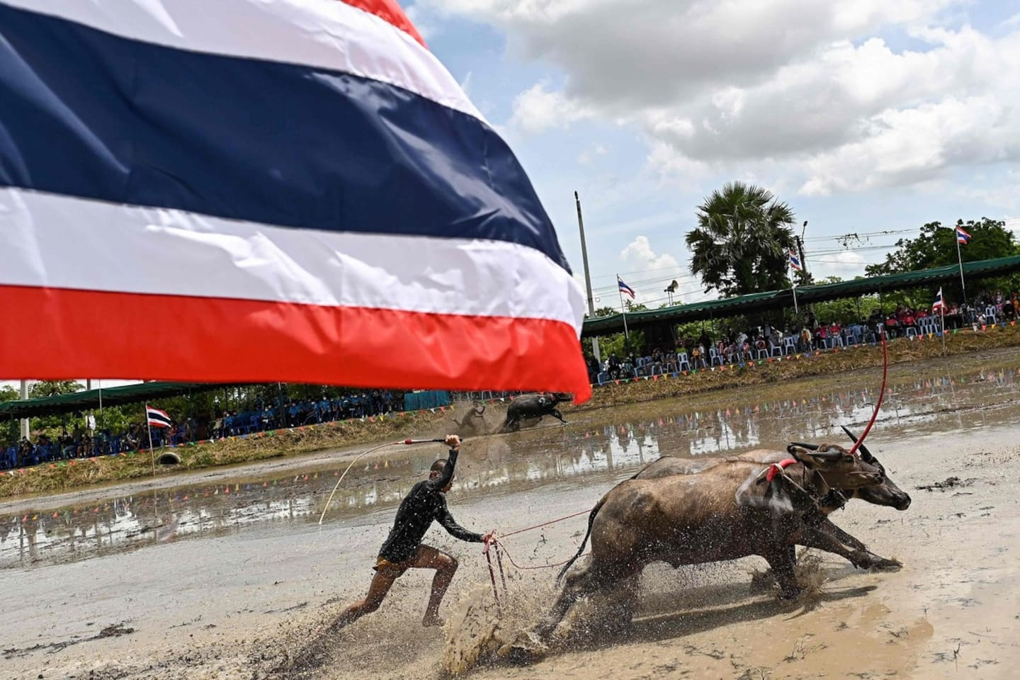 In sweat and mud, a Thai buffalo race to preserve traditions
