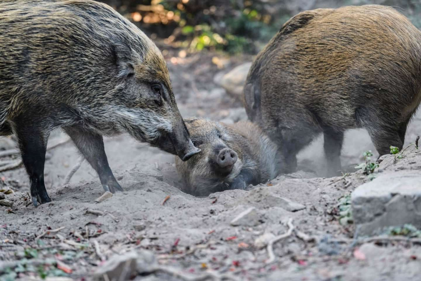 Pigs attack holidaymakers and devour their dog