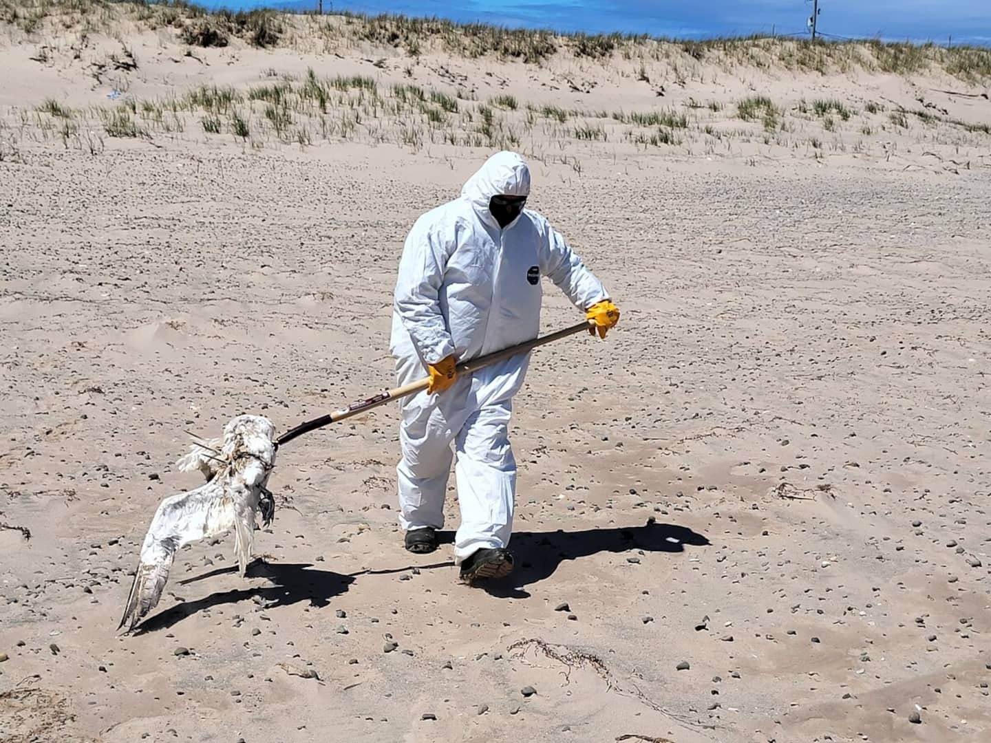 Avian flu in the Magdalen Islands: first round of dead bird collection completed