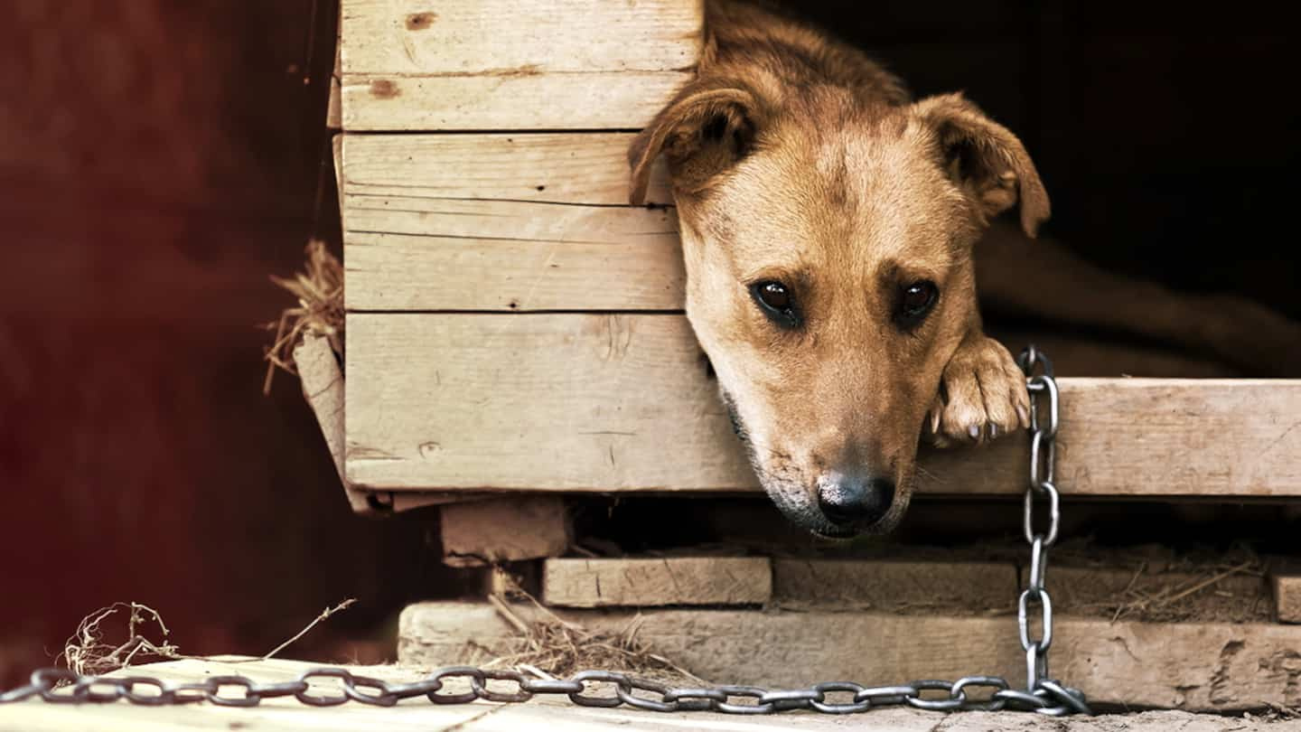 Prohibition of animals in accommodation: whose fault is it?