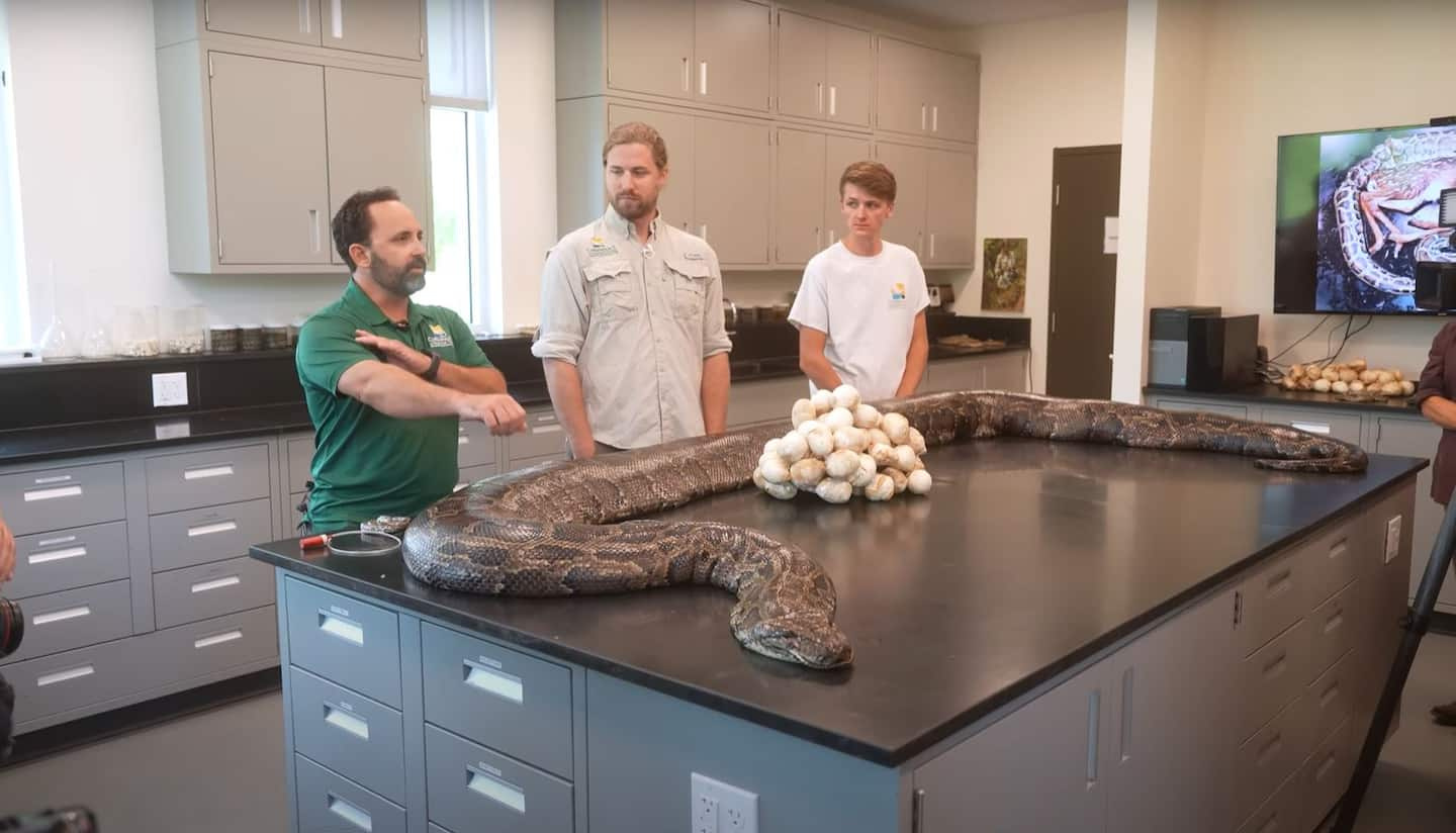 A five-meter python captured in Florida