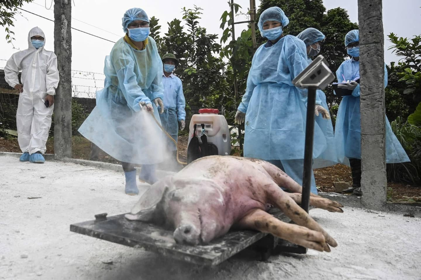 Vietnam announces it has developed a vaccine against African swine fever, a world first