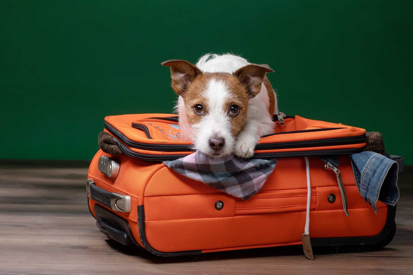 Importing dogs: a risk for everyone