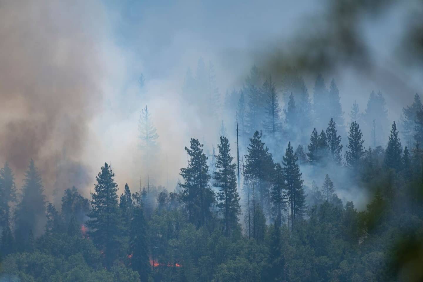Yosemite's giant sequoias were spared the flames