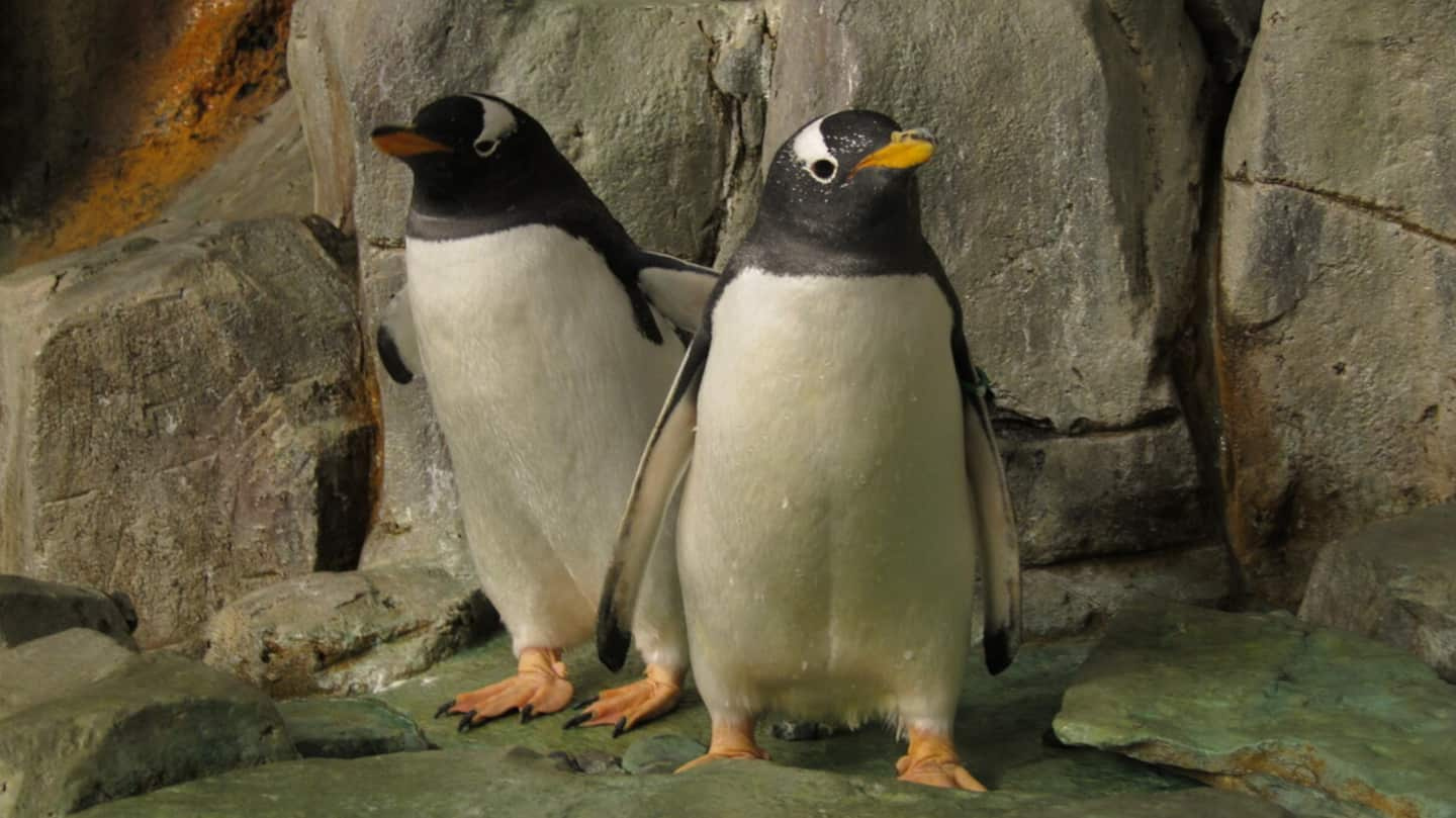 Japan: penguins refuse cheap fish