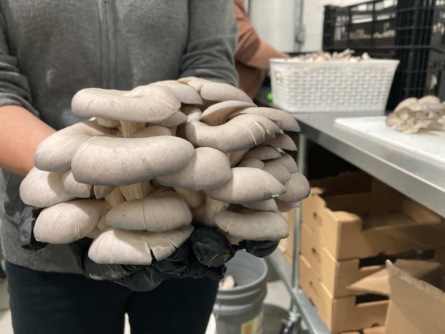 Gray oyster mushrooms from Quebec available in grocery stores