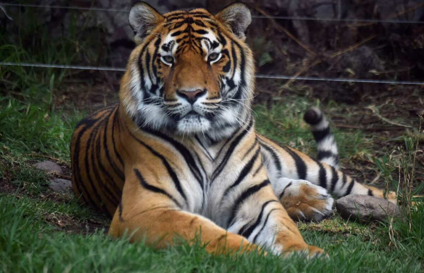 There are more wild tigers in the world than previously thought
