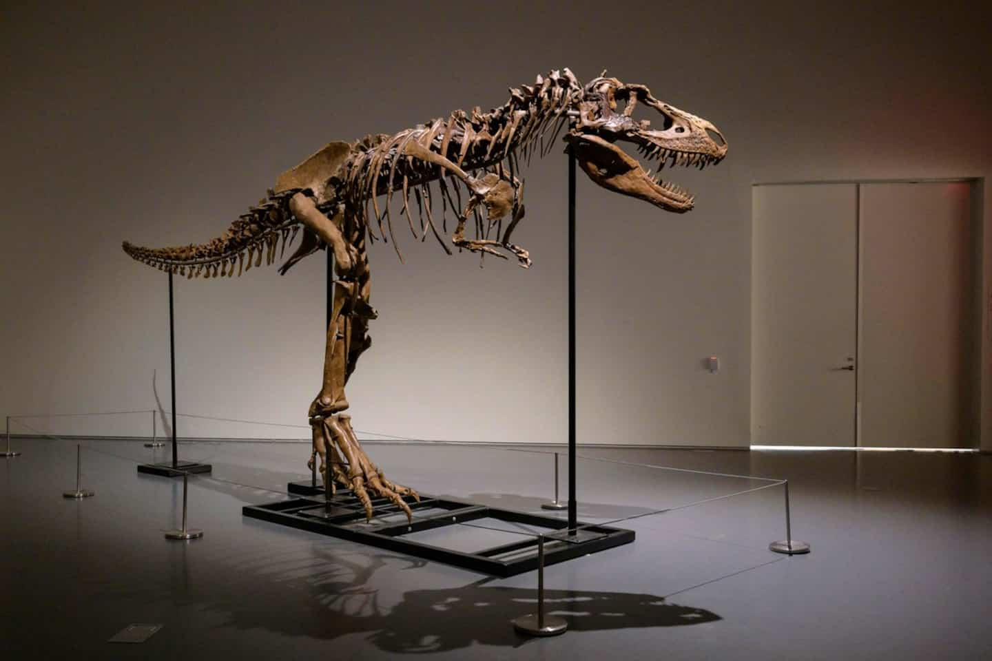 A rare dinosaur skeleton soon to be auctioned in New York
