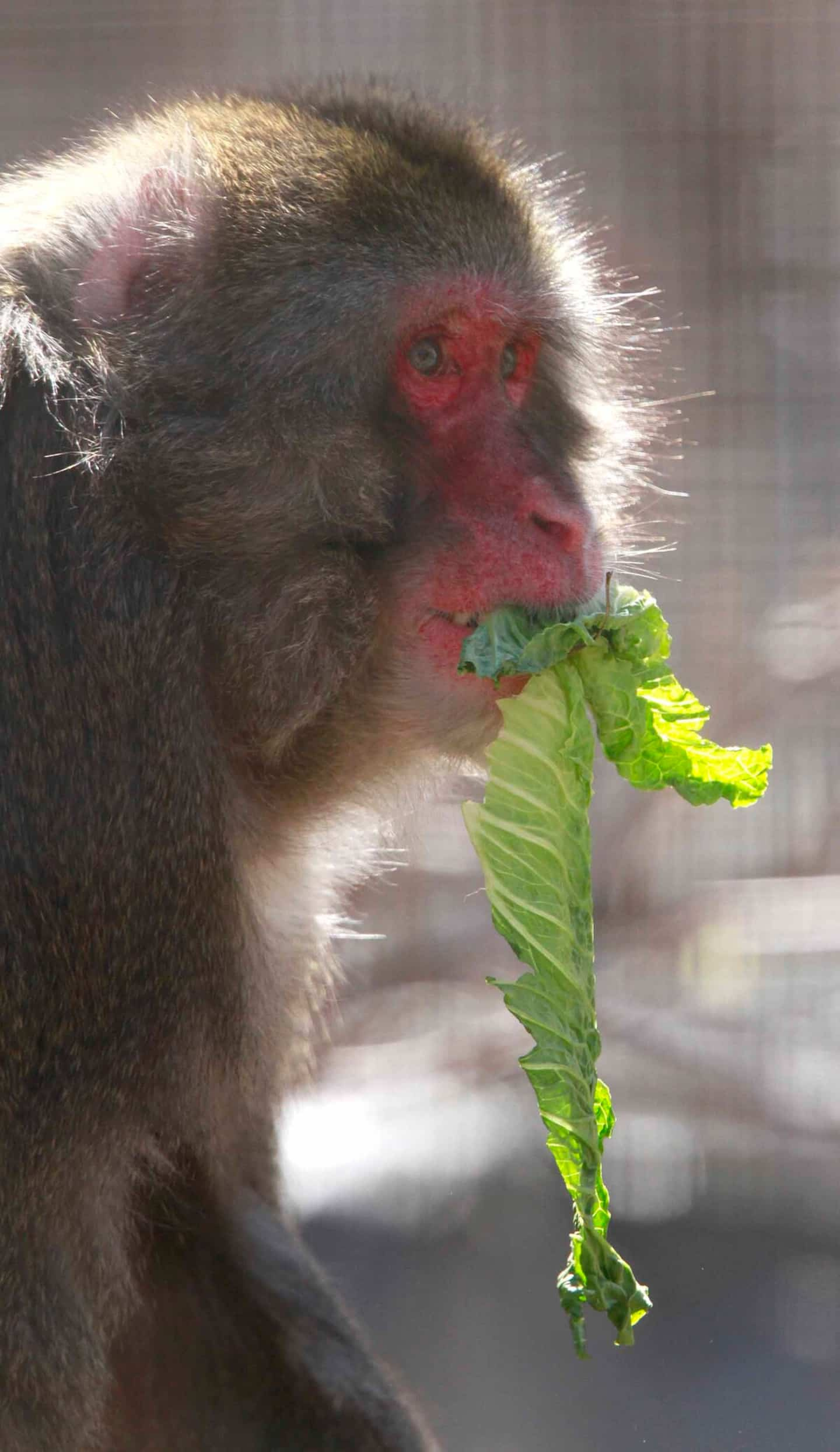 Serial macaque attacks in Japan: one of the monkeys captured and killed