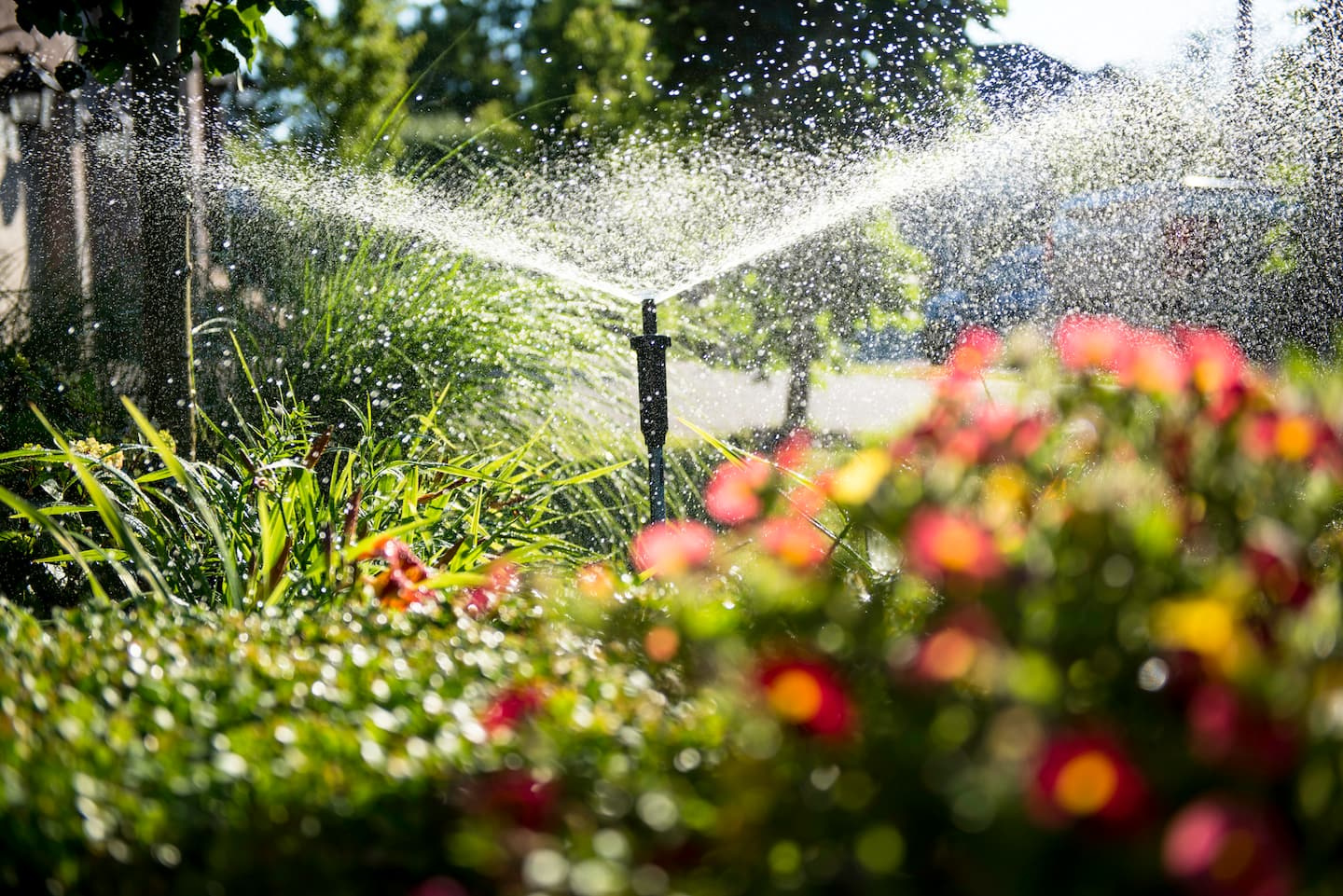 How to reduce your water consumption without neglecting the lawn and plants in the yard