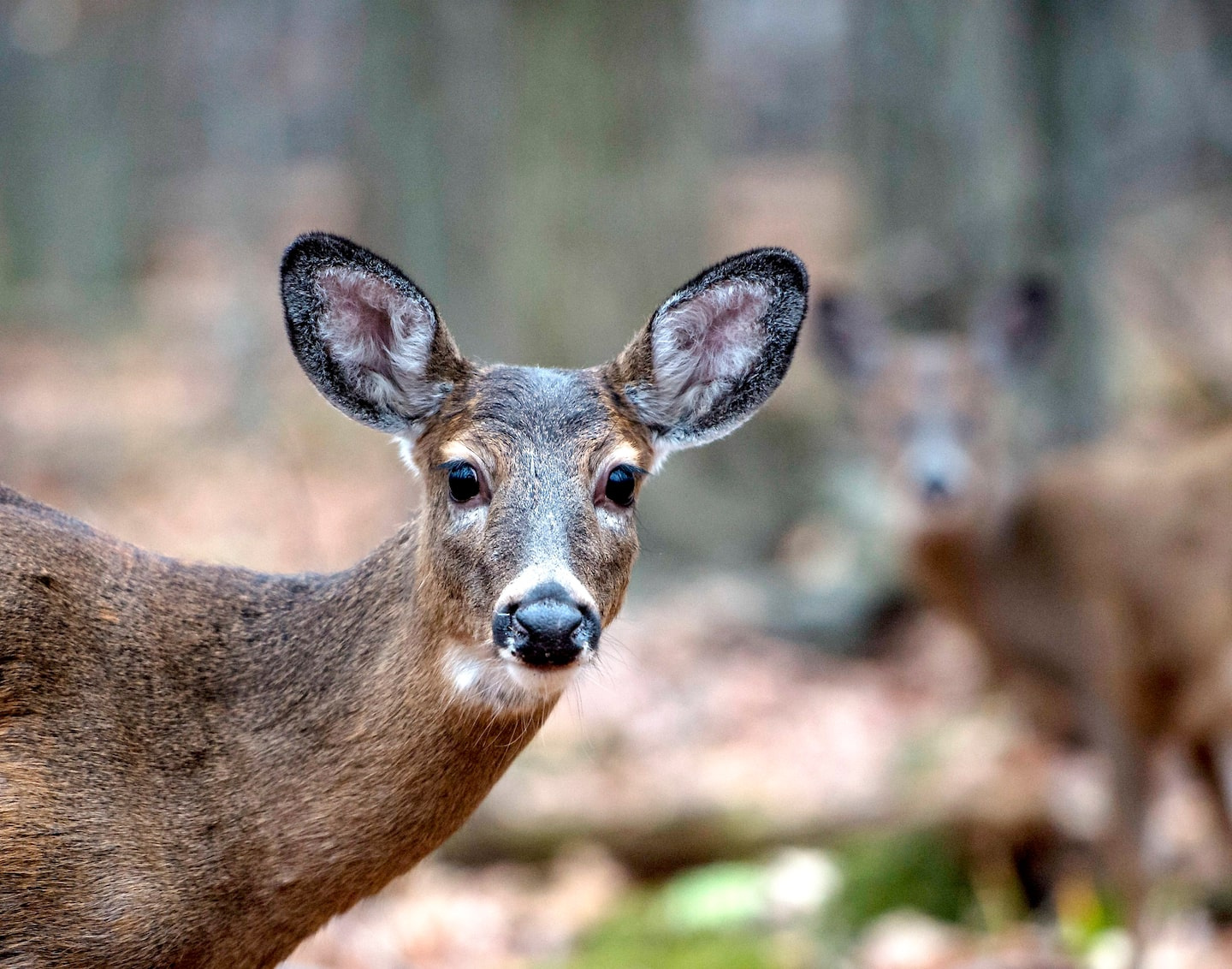 A hunt planned for the fall to control the Longueuil deer population