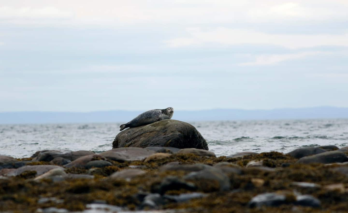 Avian flu affects harbor seals in the Estuary