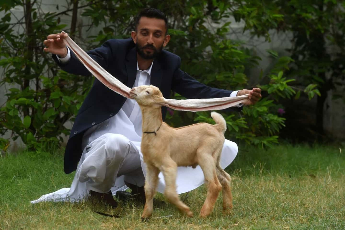 [IN PHOTOS] A little goat with long ears ignites social networks
