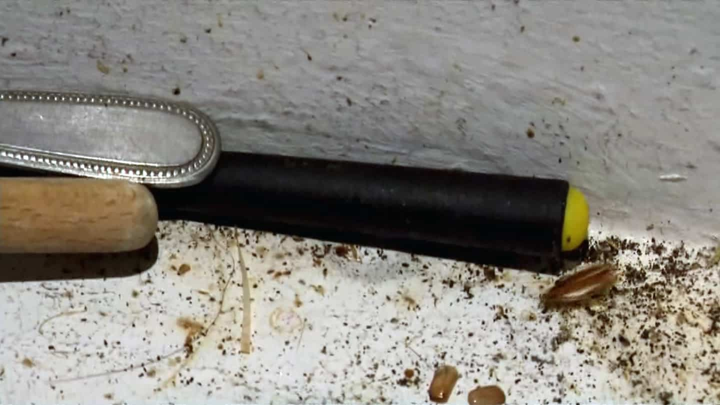 Homes infested with cockroaches: "It's not human"