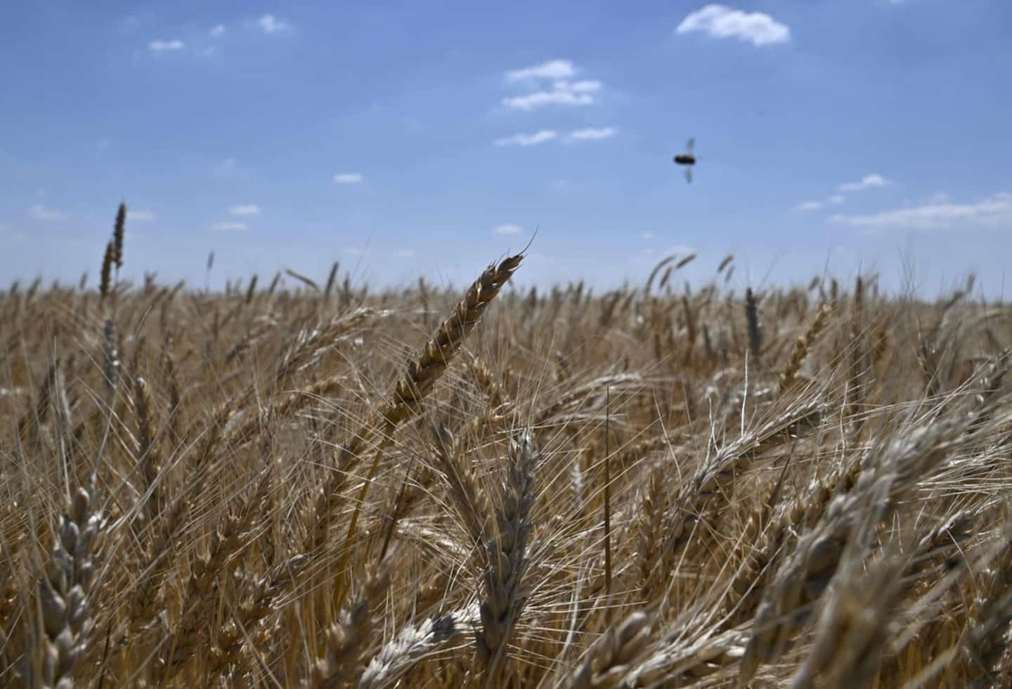 Wheat, an essential cereal and diplomatic weapon, at the heart of the food crisis