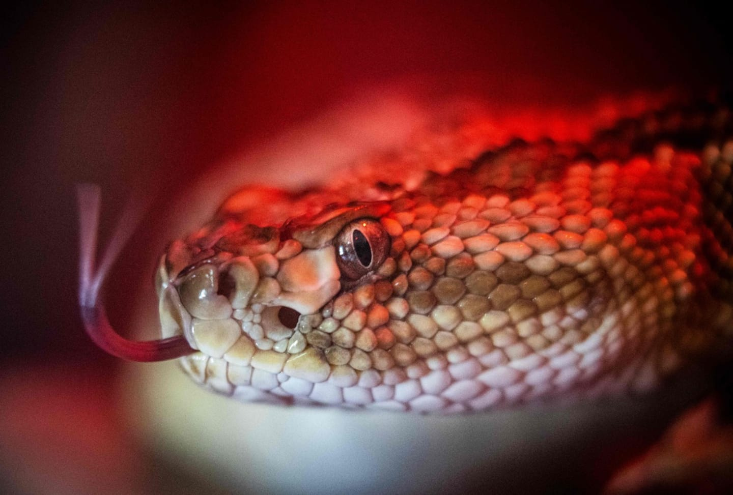 6-year-old child dies from rattlesnake bite