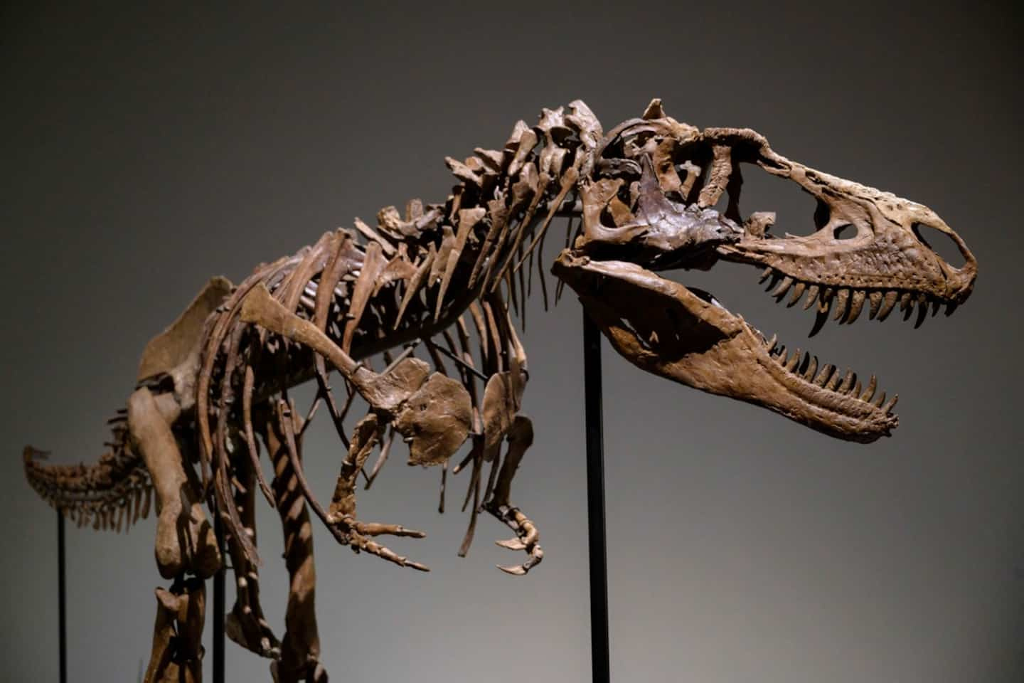 Gorgosaurus skeleton sold for $6.1 million in New York