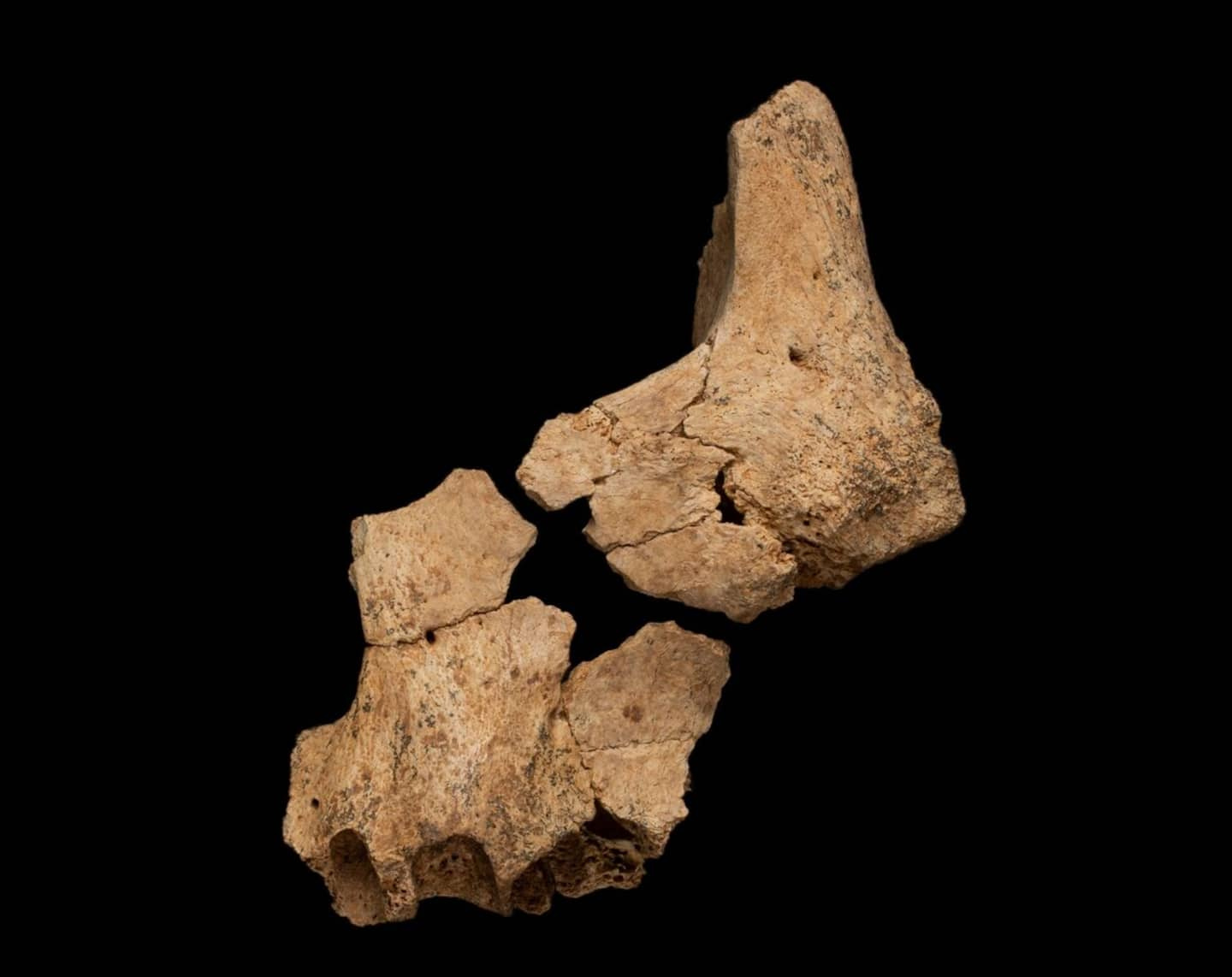 Possibly Europe's Oldest Human Fossil Discovered in Spain
