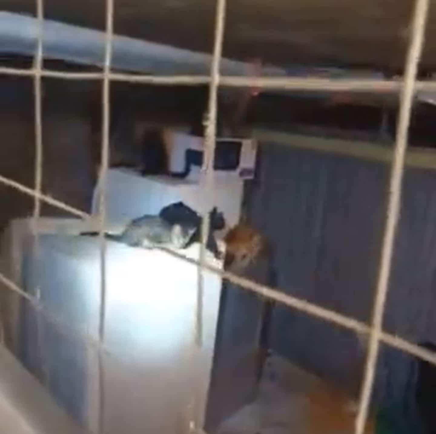 Twenty cats found in an “unsanitary” warehouse
