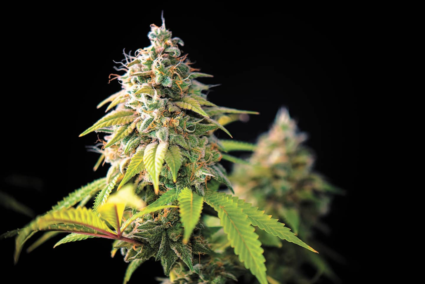 Cannabis-containing edibles: A claimed analysis