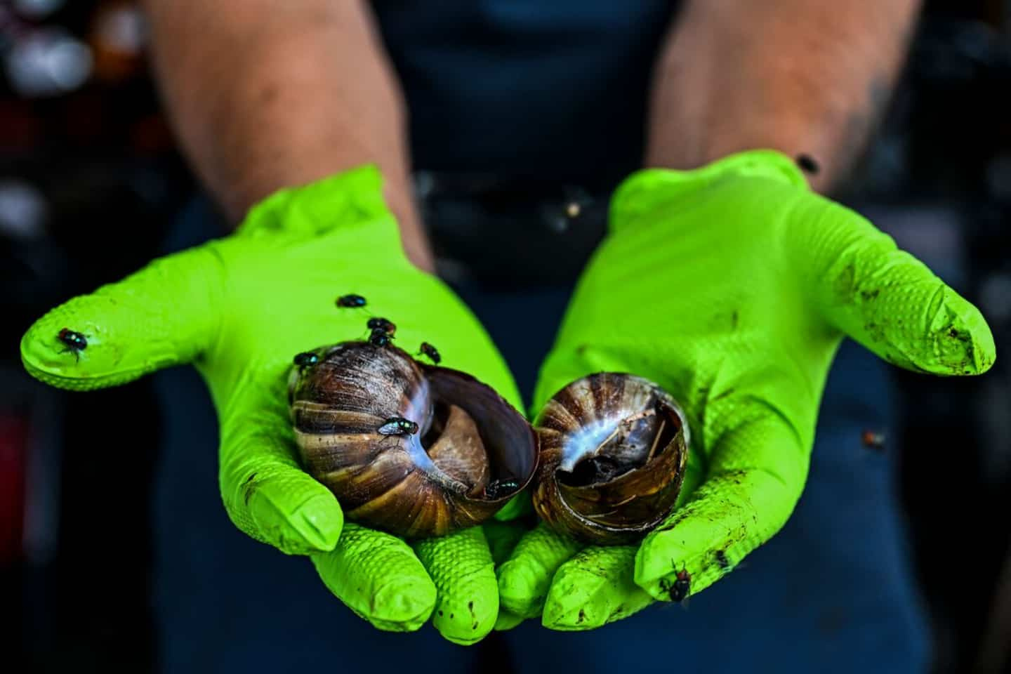 Florida faces a creeping peril: giant snails