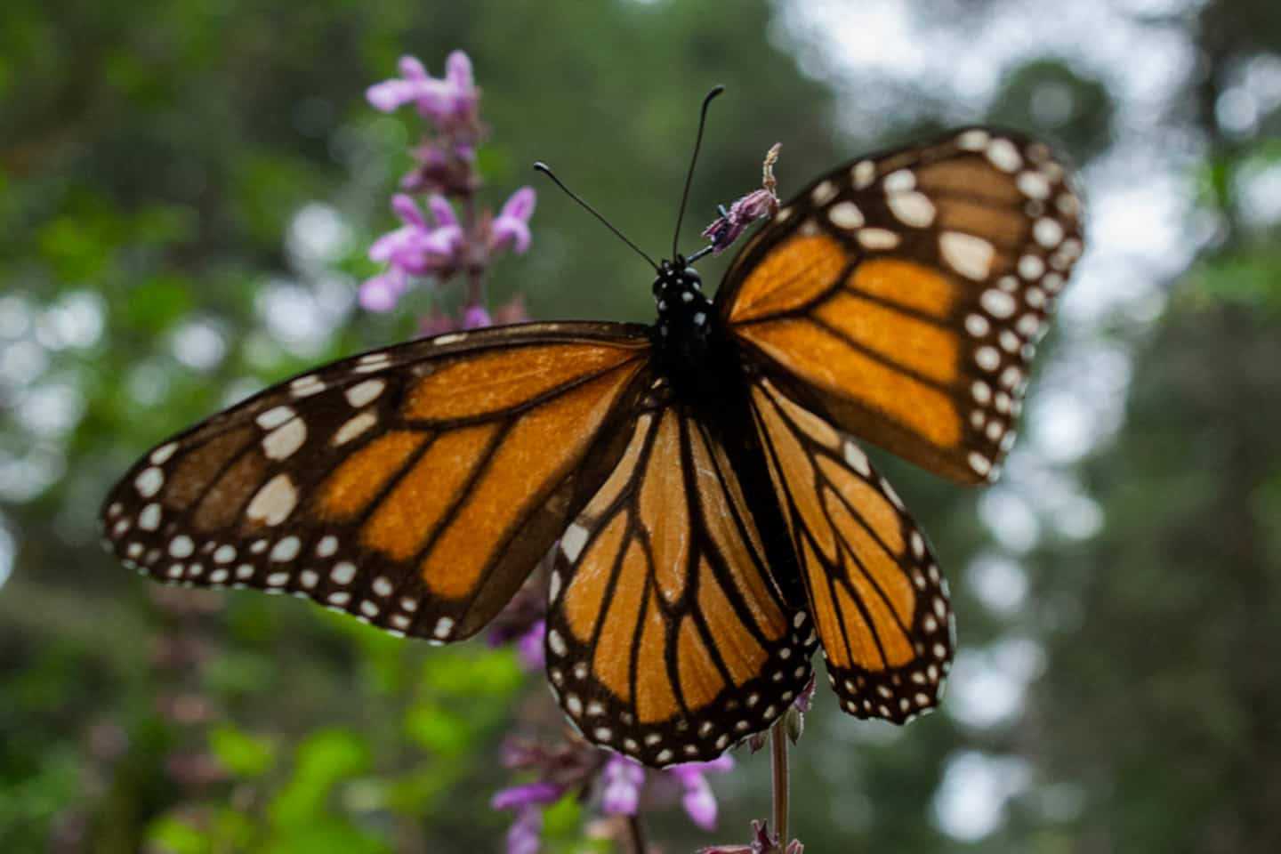 The migratory Monarch on the endangered species list