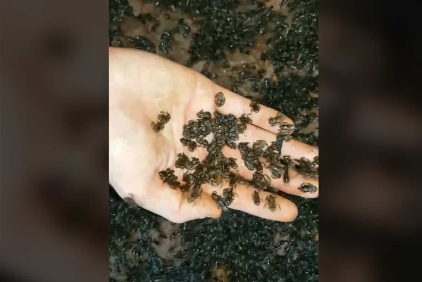 A student creates an army of 10 million frogs