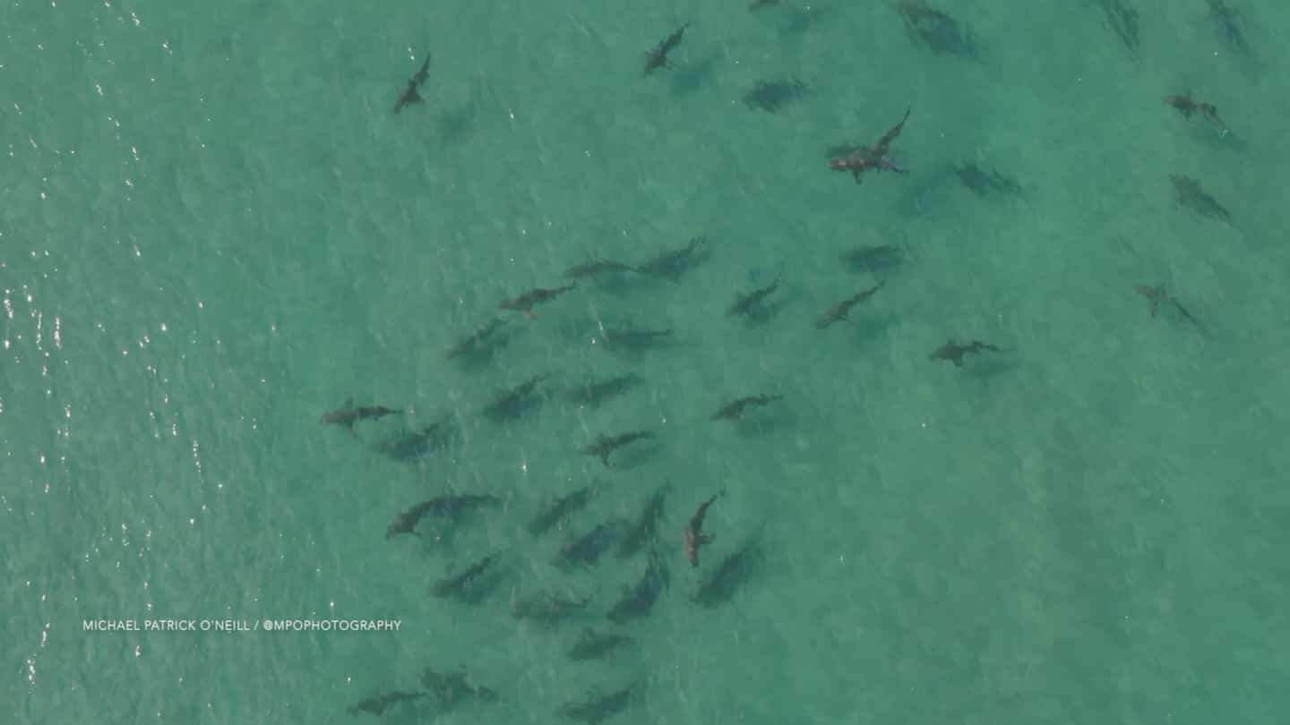 Watch out for sharks near US beaches