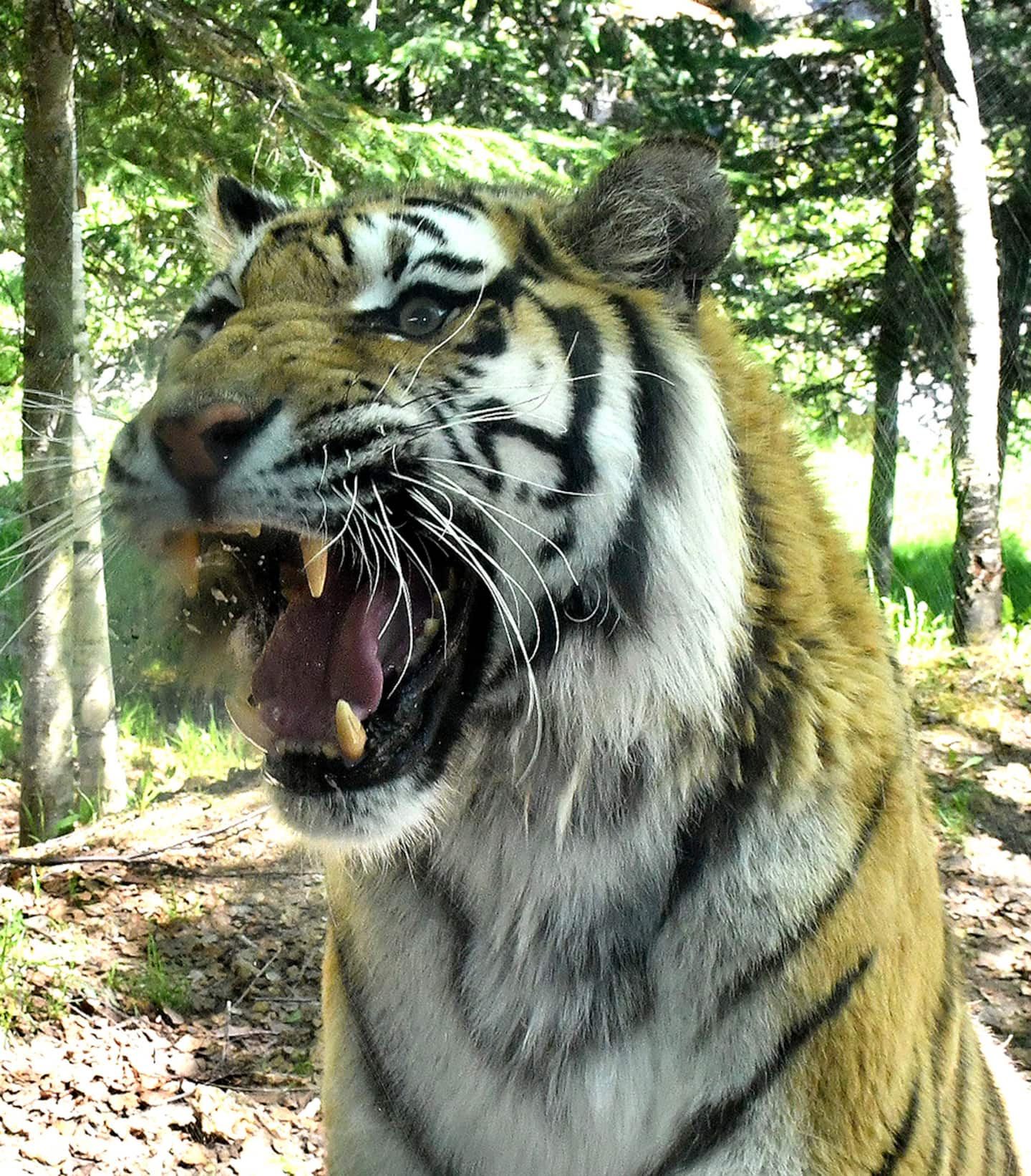 The Saint-Félicien zoo has only one tiger left