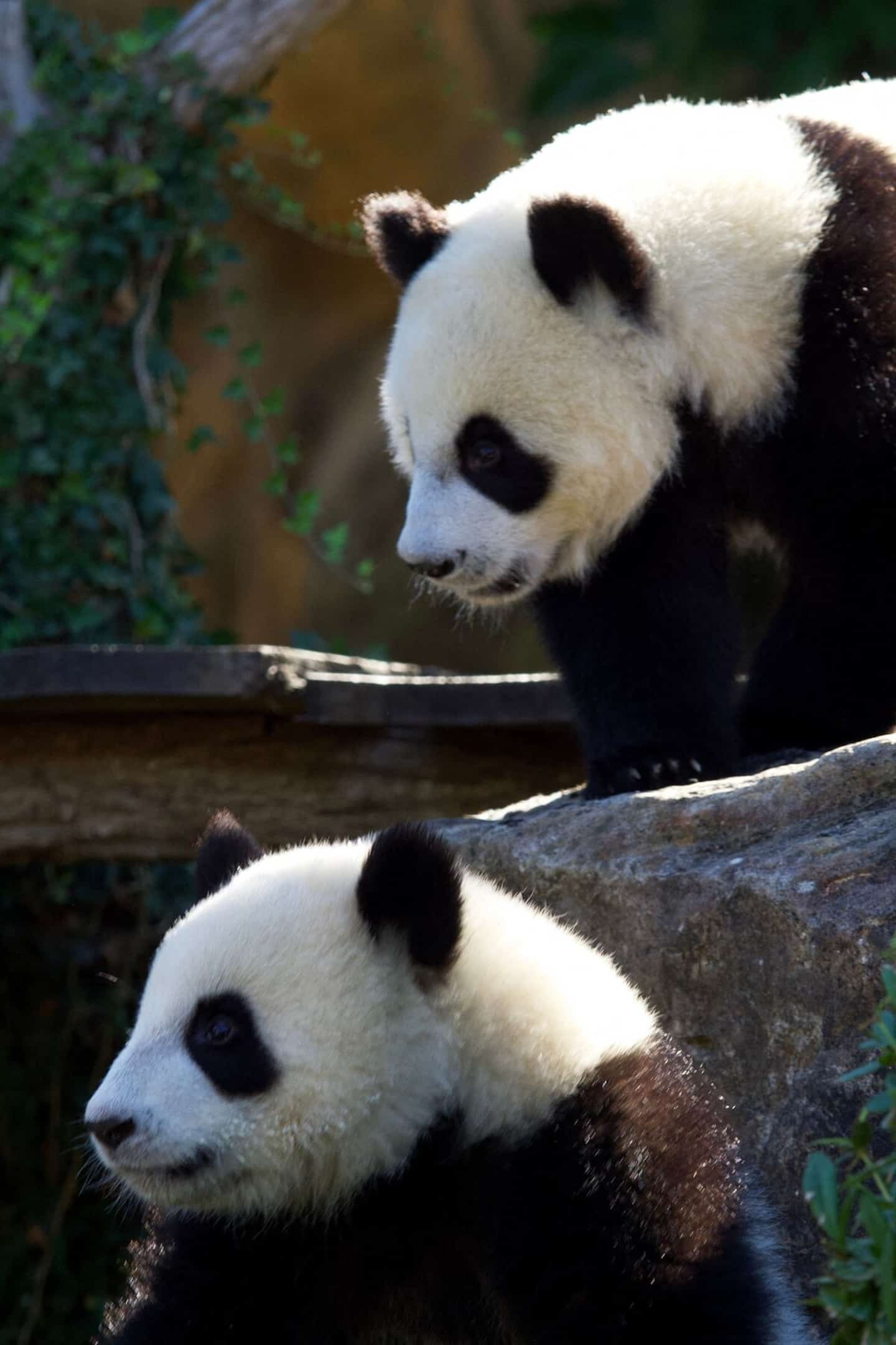 [PHOTOS] Adorable panda twins celebrate their first birthday