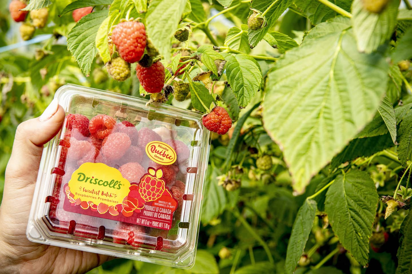 The giant Driscoll’s arrives: American raspberries grown... in Quebec