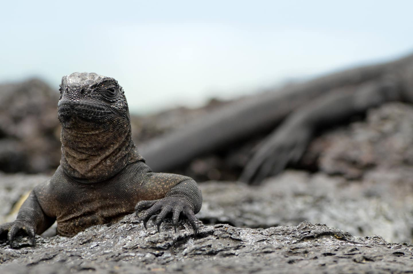 Iguanas that disappeared a century ago are breeding again in Galapagos