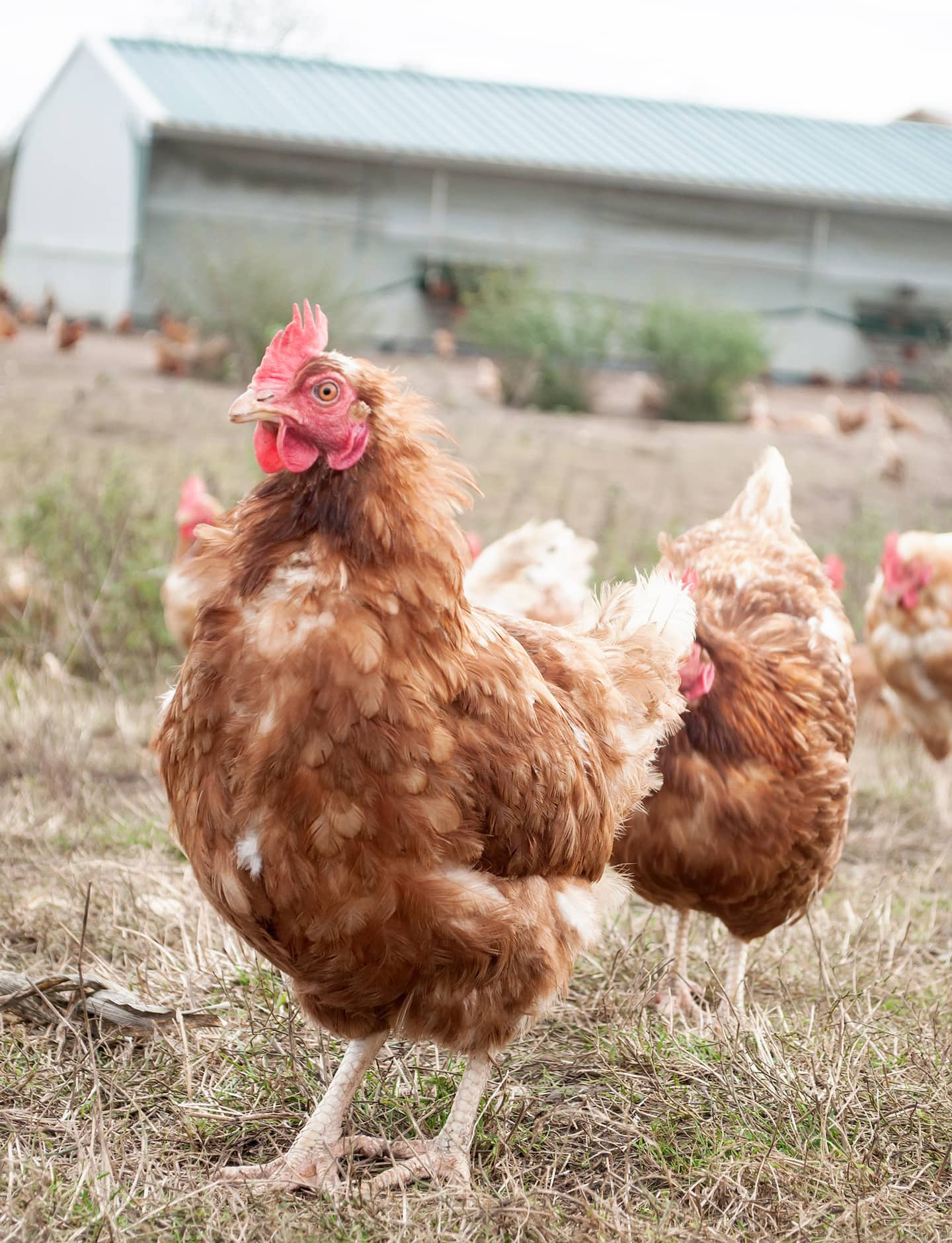 Avian flu: England imposes confinement of poultry