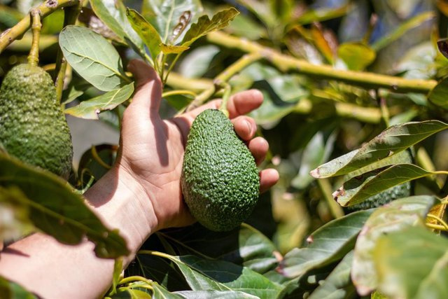 PRESS RELEASE: The online store where you can buy sustainable avocados from Castellón straight from the field