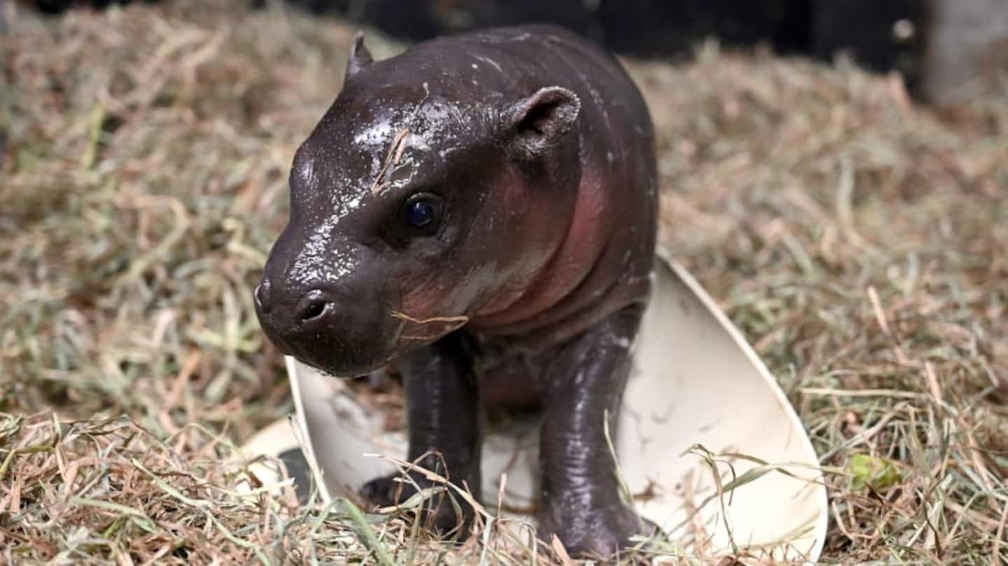 [IN IMAGES] An American zoo welcomes an adorable baby hippopotamus for Christmas