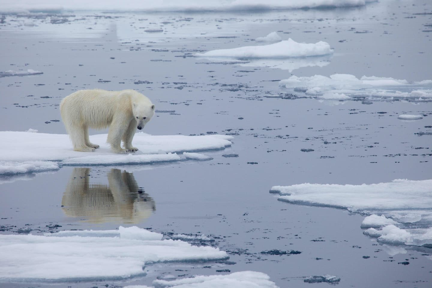 Canada: A new study sounds the alarm about polar bears