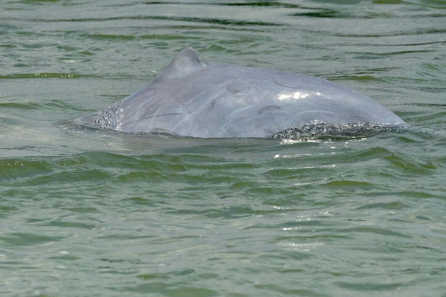 Cambodia: towards the creation of endangered dolphin protection zones on the Mekong