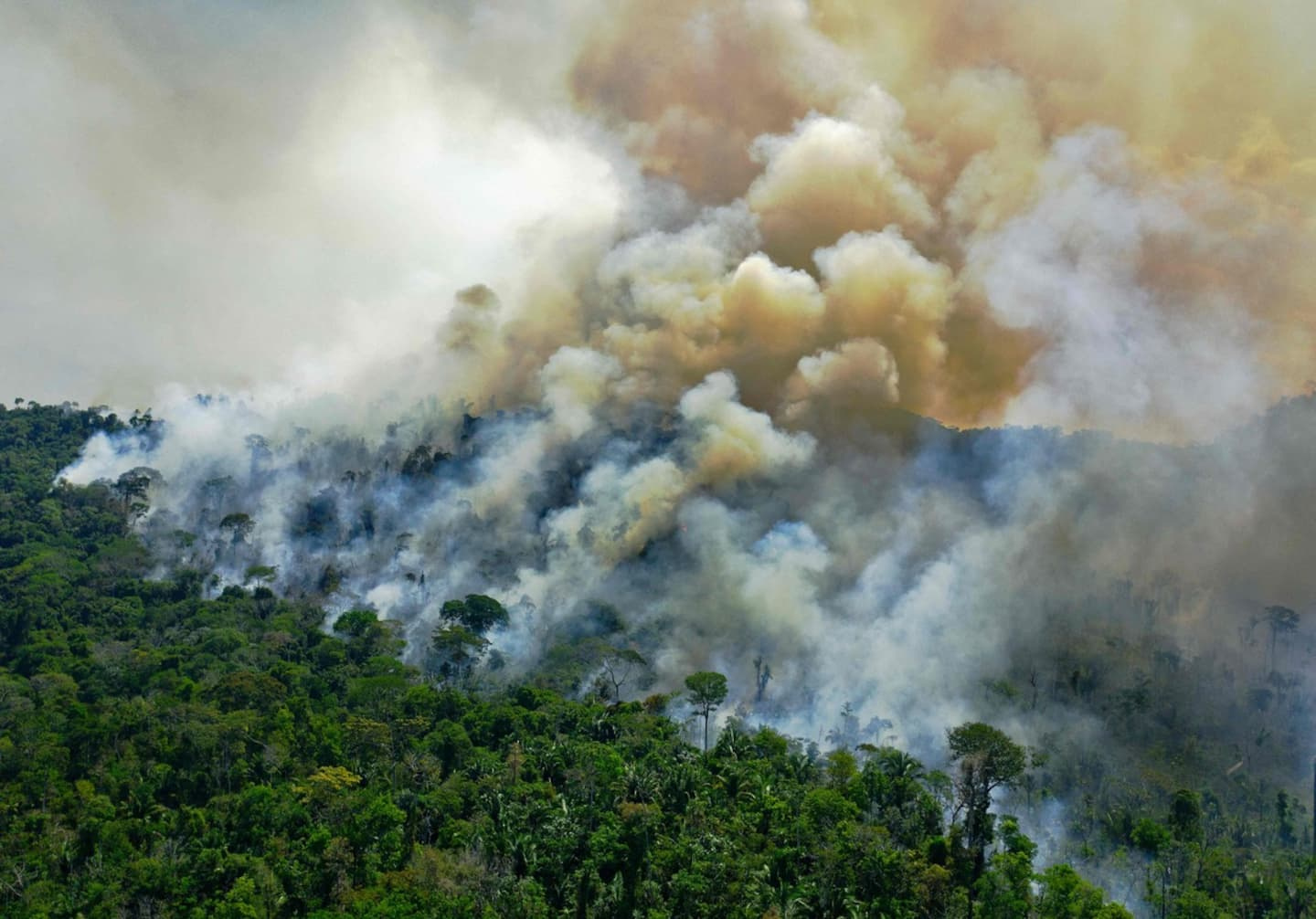 Amazon: 150% jump in deforestation in December, Bolsonaro's last month