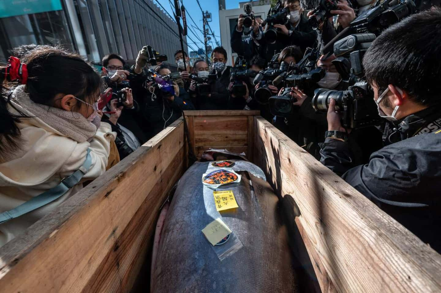 Tuna sold at auction for 369,000 Canadian dollars in Tokyo