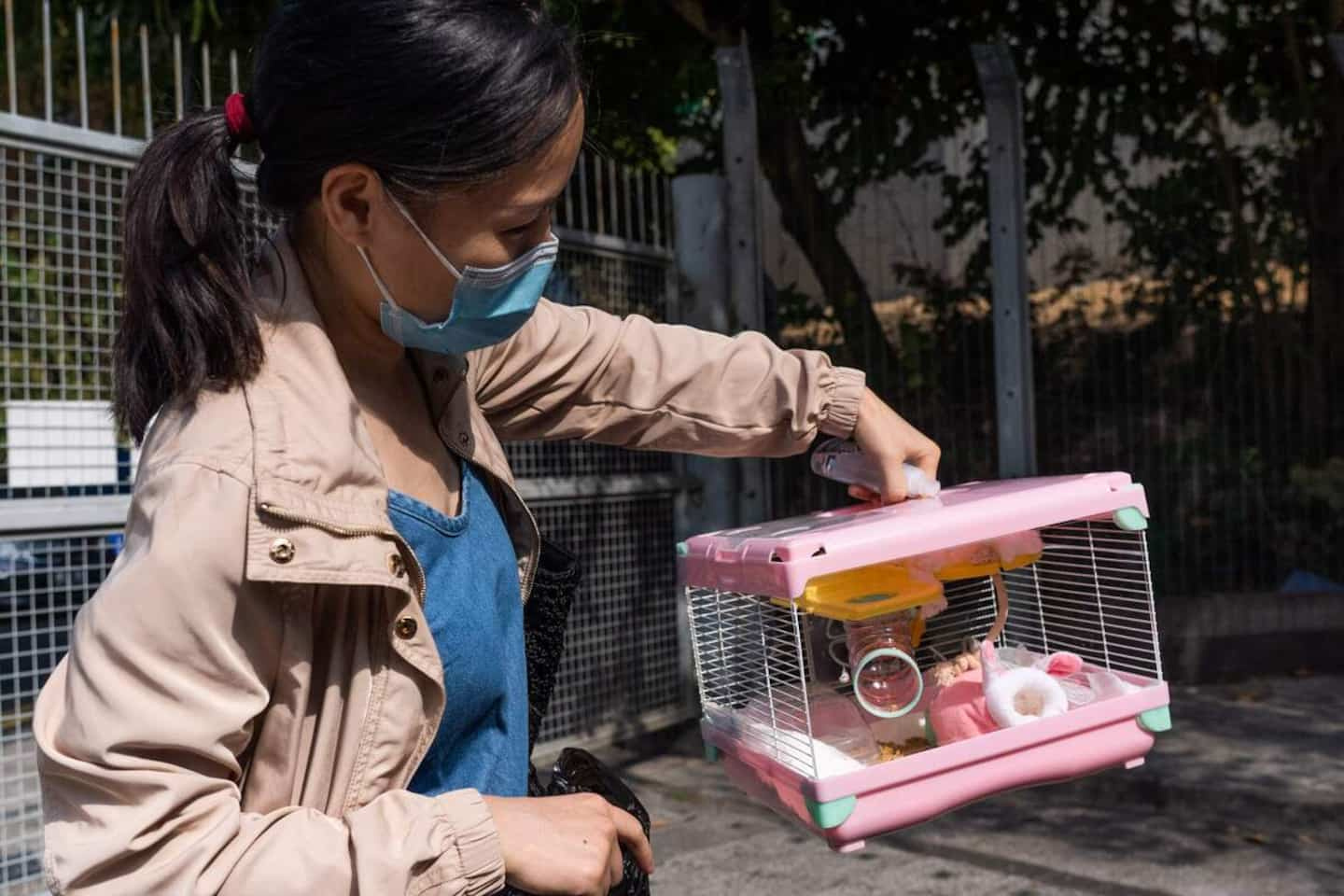 Hong Kong to resume hamster imports, a year after mass culling