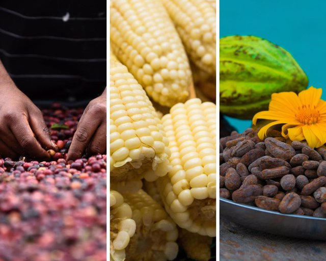 RELEASE: Coffee, cocoa and corn, three gastronomic jewels of Central America and the Dominican Republic