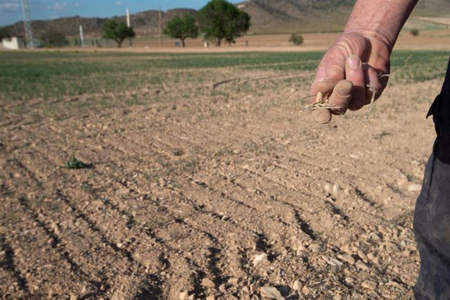 BBVA launches a 6-year loan to farmers affected by the drought and possible grace period in the first