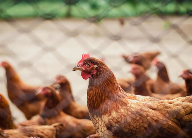 Chicken meat would triple its price to the consumer with the revision of the EU animal welfare standard