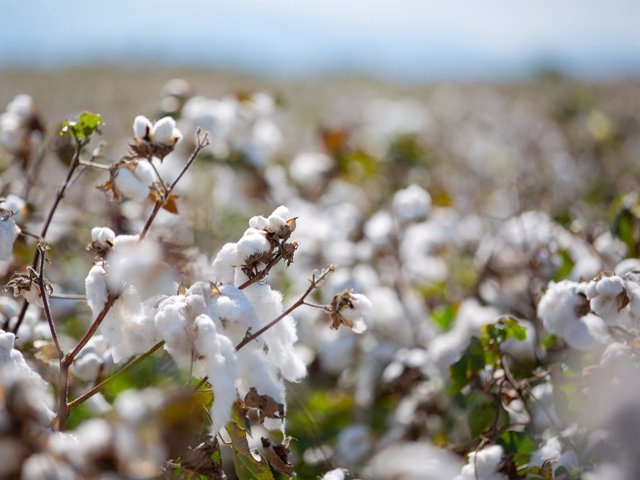 RELEASE: The EUCOTTON initiative: this is how European cotton creates a trend in fashion traceability